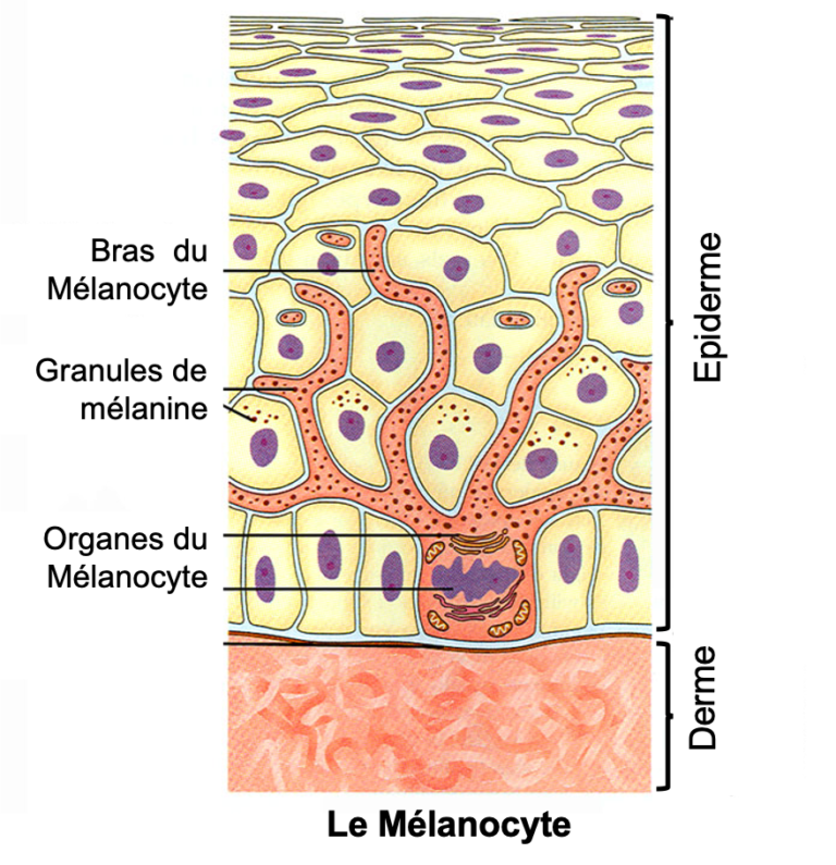 melanocyte taches pigmentaires